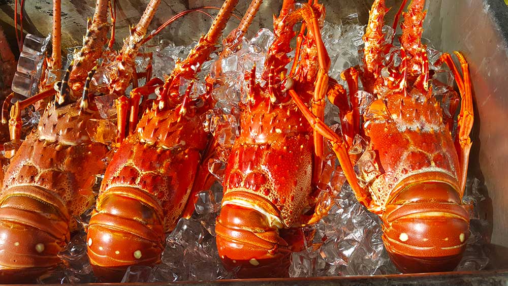 Sail St. Lucia Lobsters